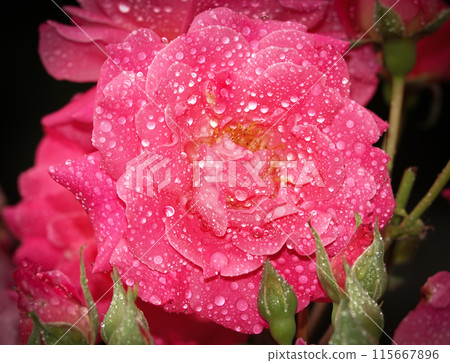 Pink rose flower close-up - is a perennial bush plant, family Rosaceae, genus rose hips Pink rose flower close-up - is a perennial bush plant, family Rosaceae, genus rose hips 115667896