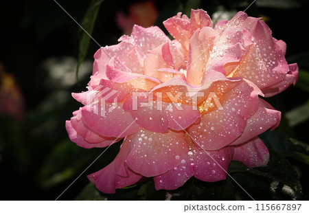 Pink rose flower close-up - is a perennial bush plant, family Rosaceae, genus rose hips 115667897