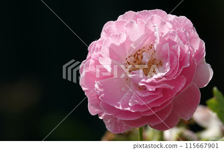 Pink rose flower close-up - is a perennial bush plant, family Rosaceae, genus rose hips 115667901