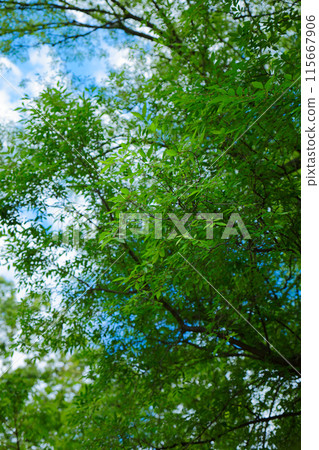 荒川自然公園金榆鮮綠葉 115667906