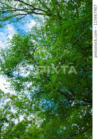 Young leaves of autumn elm and fresh greenery at Arakawa Nature Park Young leaves of autumn elm and fresh greenery at Arakawa Nature Park 115667907