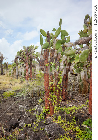 Galapagos Islands primeval landscape with Giant opuntia, Santa Cruz Island, Ecuador. 115667916