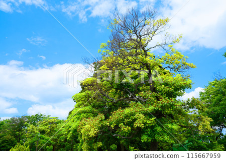 荒川自然公園，有柏樹的果實和幼葉以及新鮮的綠色植物 115667959