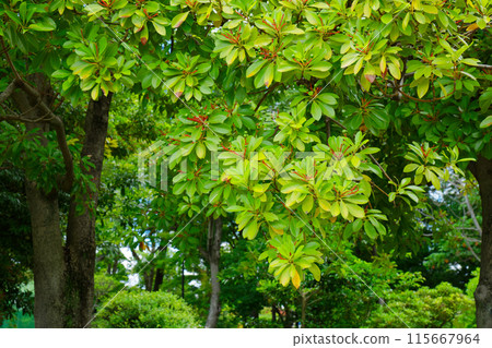 荒川自然公園,有柏樹的果實和幼葉以及新鮮的綠色植物 荒川自然公園,有柏樹的果實和幼葉以及新鮮的綠色植物 115667964