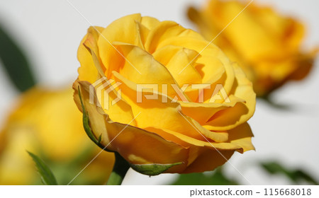 Yellow Rose flower close-up - is a perennial bush plant, family Rosaceae, genus Rosa 115668018