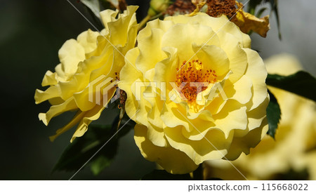 Yellow Rose flower close-up - is a perennial bush plant, family Rosaceae, genus Rosa 115668022