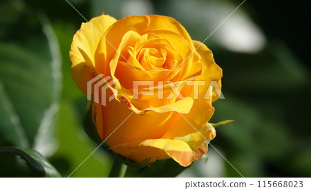 Yellow Rose flower close-up - is a perennial bush plant, family Rosaceae, genus Rosa 115668023