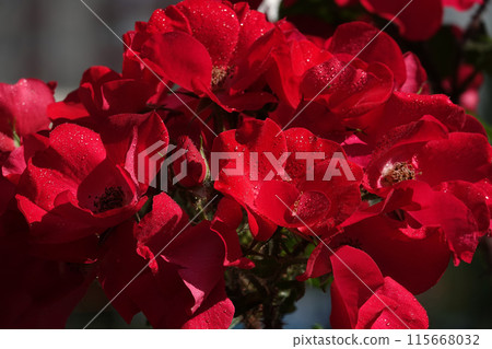 Rose flower Matador close-up - is a perennial bush plant, family Rosaceae, genus rose hips Rose flower Matador close-up - is a perennial bush plant, family Rosaceae, genus rose hips 115668032