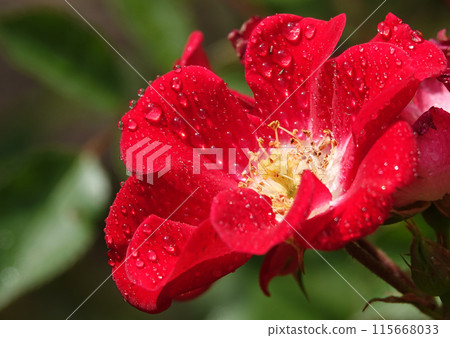 Flower of the Rose Dortmund close-up is a perennial bush plant, family Rosaceae, genus rose hips Flower of the Rose Dortmund close-up is a perennial bush plant, family Rosaceae, genus rose hips 115668033