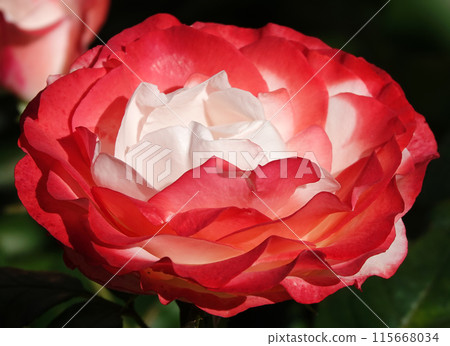 Flower of two-color white-pink Rose close-up - is a perennial bush plant, family Rosaceae, genus Rosa Flower of two-color white-pink Rose close-up - is a perennial bush plant, family Rosaceae, genus Rosa 115668034