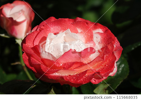 Flower of two-color white-pink Rose close-up - is a perennial bush plant, family Rosaceae, genus Rosa 115668035