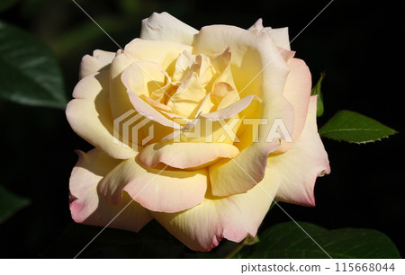 Cream rose flower close-up is a perennial bush plant, family Rosaceae, genus Rosa 115668044