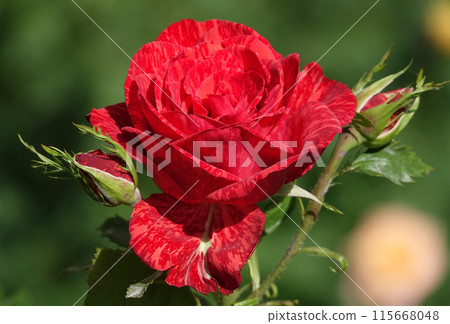 Red rose flower close-up is a perennial bush plant, family Rosaceae, genus Rosa Red rose flower close-up is a perennial bush plant, family Rosaceae, genus Rosa 115668048