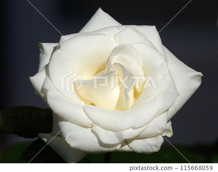White rose flower close-up is a perennial bush plant, family Rosaceae, genus rose hips White rose flower close-up is a perennial bush plant, family Rosaceae, genus rose hips 115668059