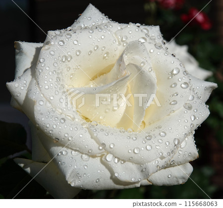 White rose flower close-up is a perennial bush plant, family Rosaceae, genus rose hips 115668063