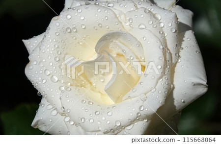 White rose flower close-up is a perennial bush plant, family Rosaceae, genus rose hips 115668064