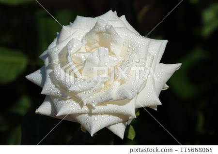 White rose flower close-up is a perennial bush plant, family Rosaceae, genus rose hips White rose flower close-up is a perennial bush plant, family Rosaceae, genus rose hips 115668065