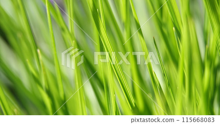 Background - Green grass Zubrovka fragrant sways in the wind Background - Green grass Zubrovka fragrant sways in the wind 115668083