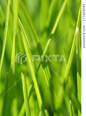 Background - Green grass Zubrovka fragrant sways in the wind Background - Green grass Zubrovka fragrant sways in the wind 115668084