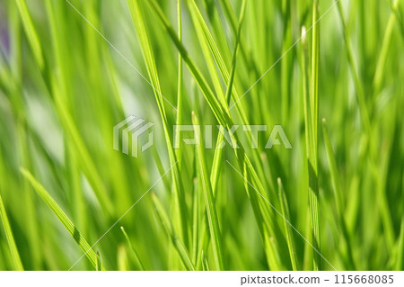 Background - Green grass Zubrovka fragrant sways in the wind Background - Green grass Zubrovka fragrant sways in the wind 115668085