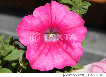 Petunia violet flowers close up very delicate and beautiful Petunia violet flowers close up very delicate and beautiful 115668108