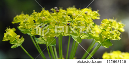 Euphorbia is a plant with green flowers growing in spring in Ukraine. Euphorbia is a plant with green flowers growing in spring in Ukraine. 115668116