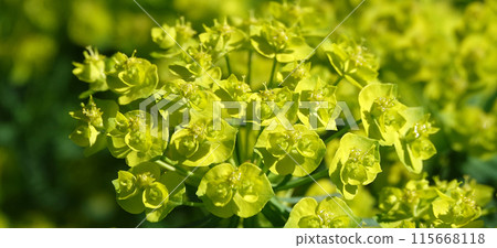 Euphorbia is a plant with green flowers growing in spring in Ukraine. 115668118
