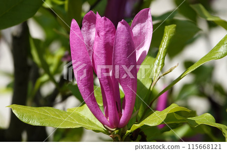 Magnolia lilyflower tree with large burgundy flower buds close-up Magnolia lilyflower tree with large burgundy flower buds close-up 115668121