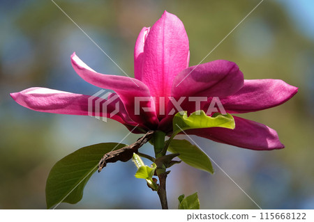 Magnolia lilyflower tree with large burgundy flower buds close-up Magnolia lilyflower tree with large burgundy flower buds close-up 115668122
