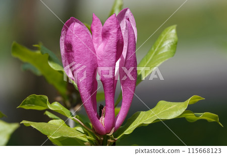 Magnolia lilyflower tree with large burgundy flower buds close-up Magnolia lilyflower tree with large burgundy flower buds close-up 115668123