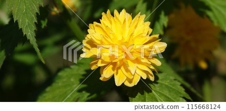 Close-up yellow flowers of Kerria japonica during the flowering period are very delicate and beautiful 115668124