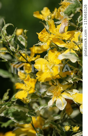 St. John's wort blooming with yellow flowers in spring St. John's wort blooming with yellow flowers in spring 115668126