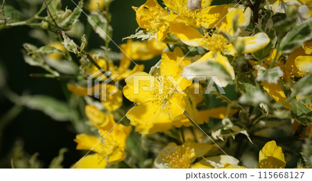 St. John's wort blooming with yellow flowers in spring 115668127