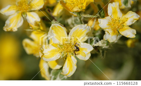 St. John's wort blooming with yellow flowers in spring St. John's wort blooming with yellow flowers in spring 115668128