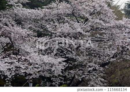 Cherry Blossoms Cherry Blossoms 115668134