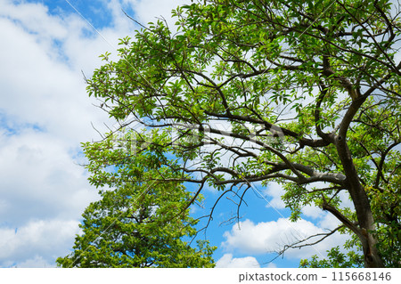 荒川自然公園日本黑莓樹的莓果和幼葉上的新鮮綠色植物 荒川自然公園日本黑莓樹的莓果和幼葉上的新鮮綠色植物 115668146