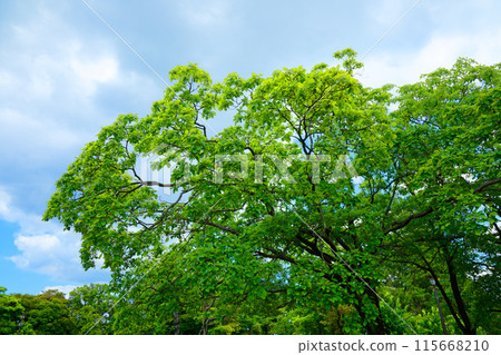 荒川自然公園 Hitotsubatago Nanjamonja 的新鮮綠葉 荒川自然公園 Hitotsubatago Nanjamonja 的新鮮綠葉 115668210