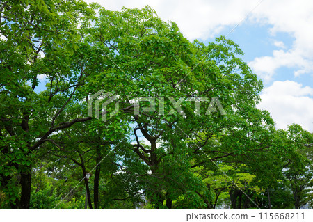 荒川自然公園 Hitotsubatago Nanjamonja 的新鮮綠葉 115668211