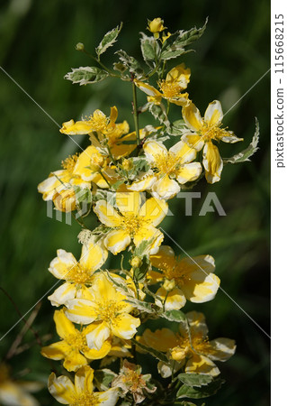 St. John's wort blooming with yellow flowers in spring St. John's wort blooming with yellow flowers in spring 115668215