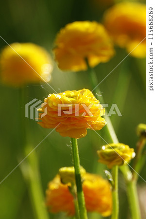 Buttercup ranunculus flowers during spring flowering in the garden 115668269