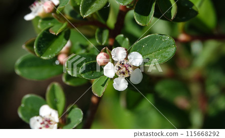 Flowers of the Cotoneaster plant in spring are small white and beautiful flowers 115668292