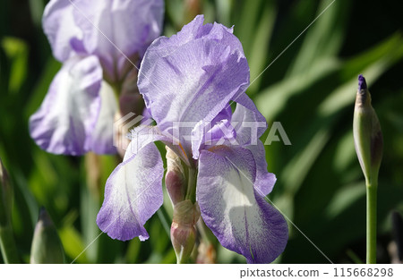 Flowers Iris Germanica with blue delicate petals or Cockerel or Iris on the street during the day 115668298