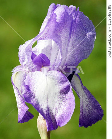 Flowers Iris Germanica with blue delicate petals or Cockerel or Iris on the street during the day 115668299