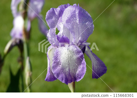Flowers Iris Germanica with blue delicate petals or Cockerel or Iris on the street during the day 115668301