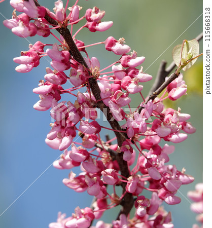 European purple or Cercis europaea, or Judas tree - these are trees or shrubs, legume family 115668318