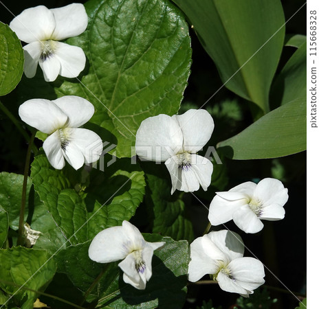 Viola Viola or Garden Pansy is a perennial herbaceous plant of the Violet family. Viola Viola or Garden Pansy is a perennial herbaceous plant of the Violet family. 115668328