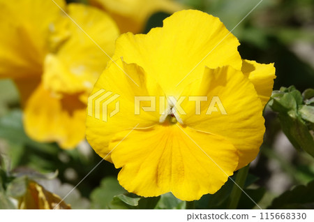 Viola Viola or Garden Pansy is a perennial herbaceous plant of the Violet family. Viola Viola or Garden Pansy is a perennial herbaceous plant of the Violet family. 115668330