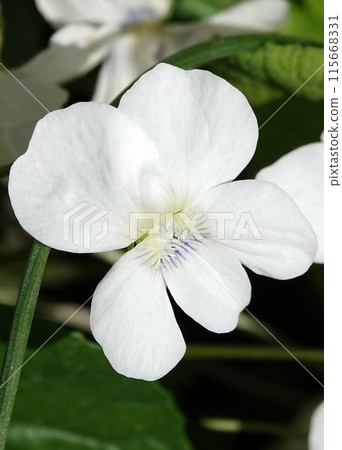 Viola Viola or Garden Pansy is a perennial herbaceous plant of the Violet family. Viola Viola or Garden Pansy is a perennial herbaceous plant of the Violet family. 115668331