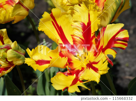The Parrot Tulip flower is very delicate, bright and beautiful during the flowering period in the spring outdoors macro photography The Parrot Tulip flower is very delicate, bright and beautiful during the flowering period in the spring outdoors macro photography 115668332