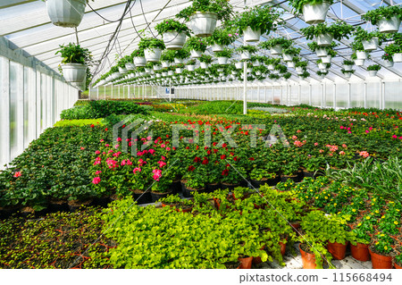 Flower nursery, interior of a modern large industrial greenhouse, various flowers in pots all around 115668494